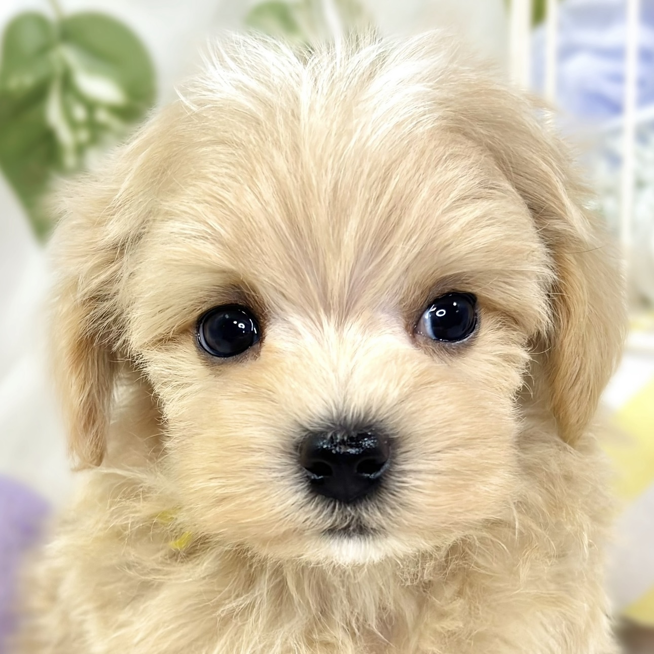 ハーフ犬男の子の写真