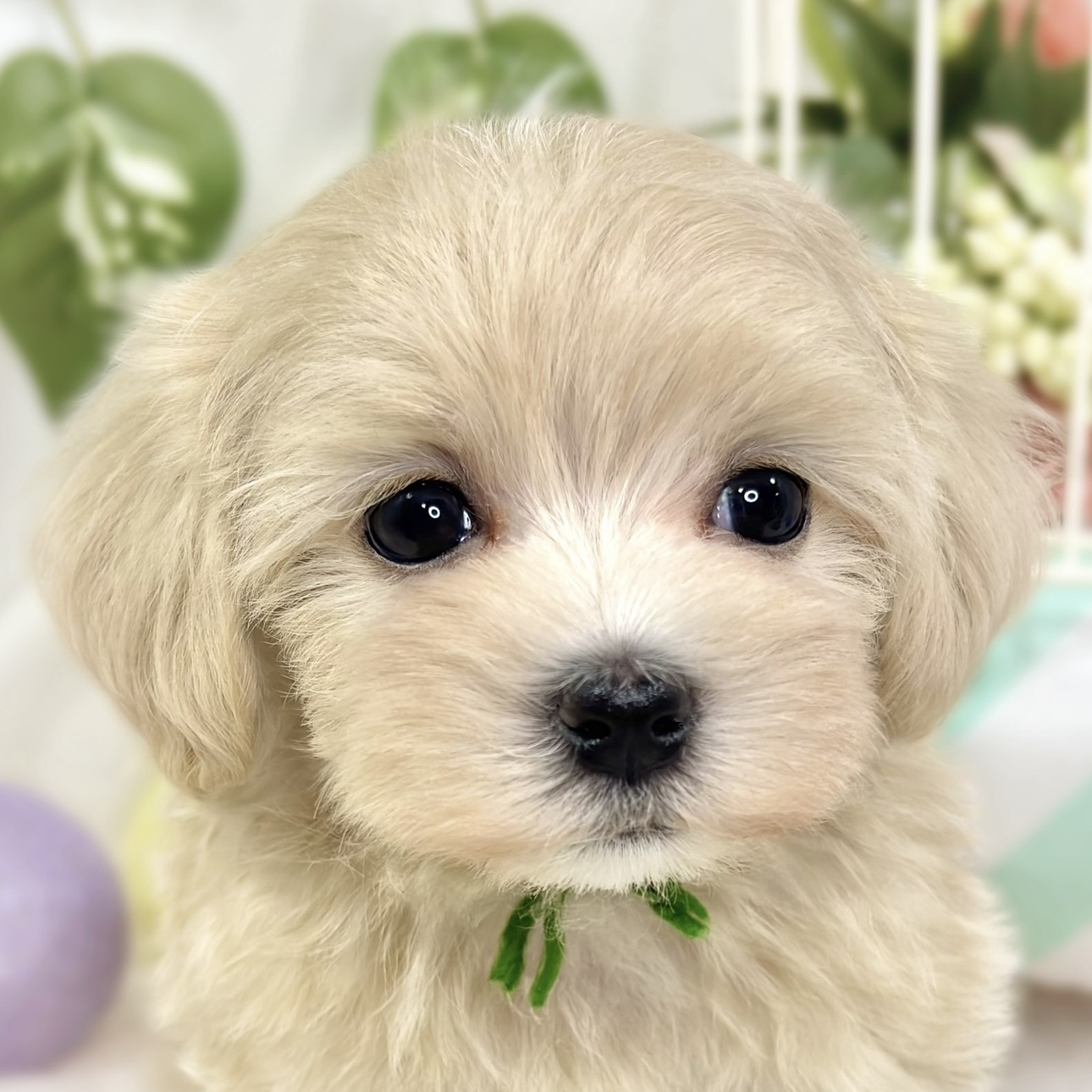 ハーフ犬女の子の写真