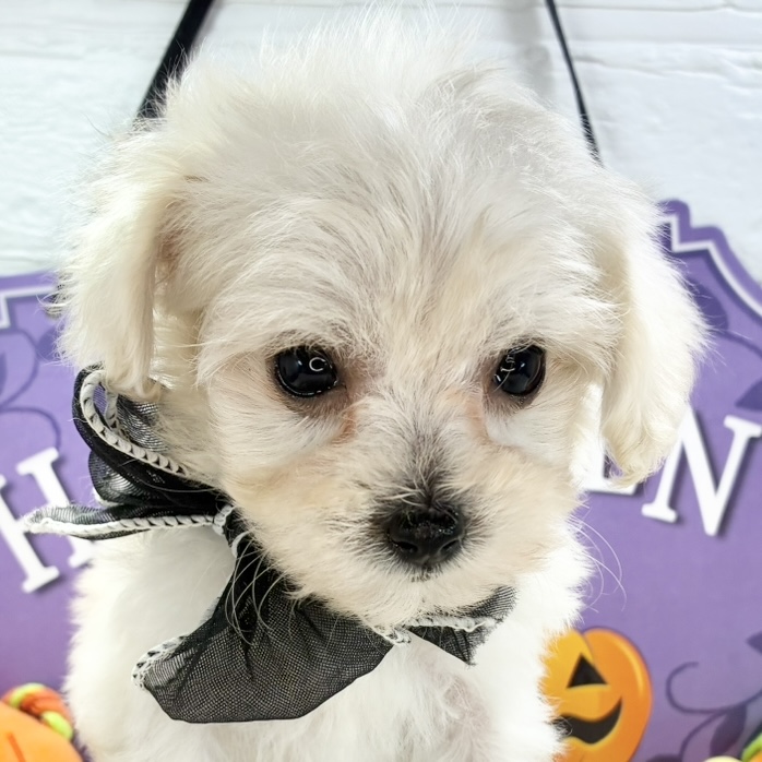 ハーフ犬女の子の写真