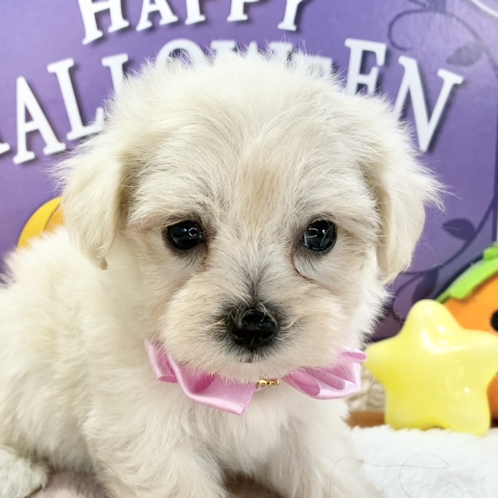 ハーフ犬女の子の写真