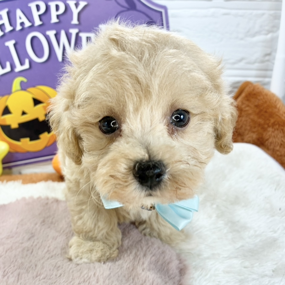 ハーフ犬男の子の写真