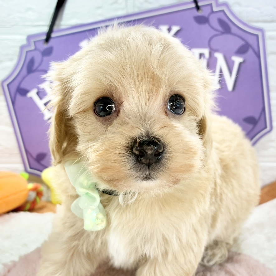 ハーフ犬男の子の写真