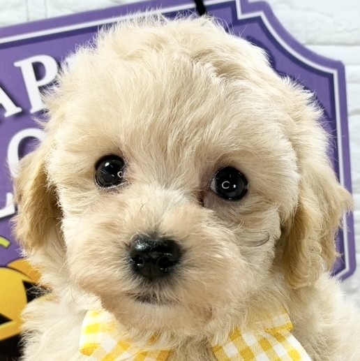 ハーフ犬男の子の写真