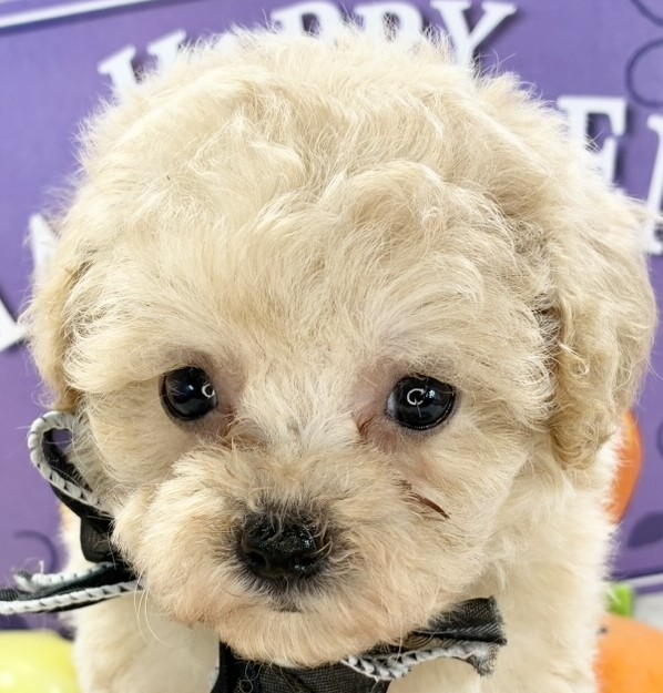 ハーフ犬女の子の写真