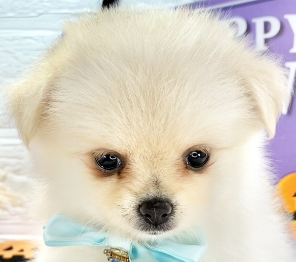 ハーフ犬女の子の写真