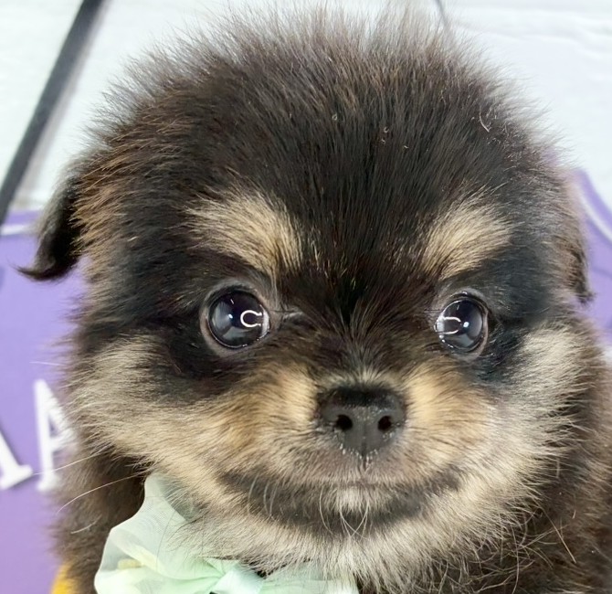 ハーフ犬女の子の写真