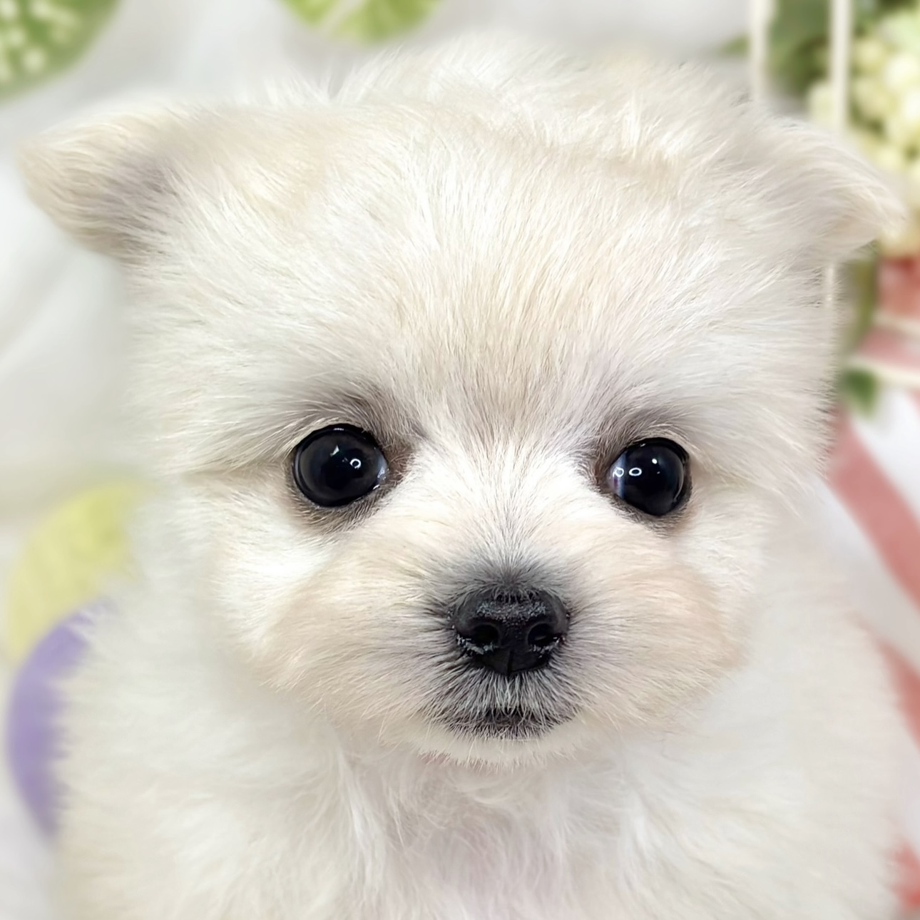 ハーフ犬女の子の写真