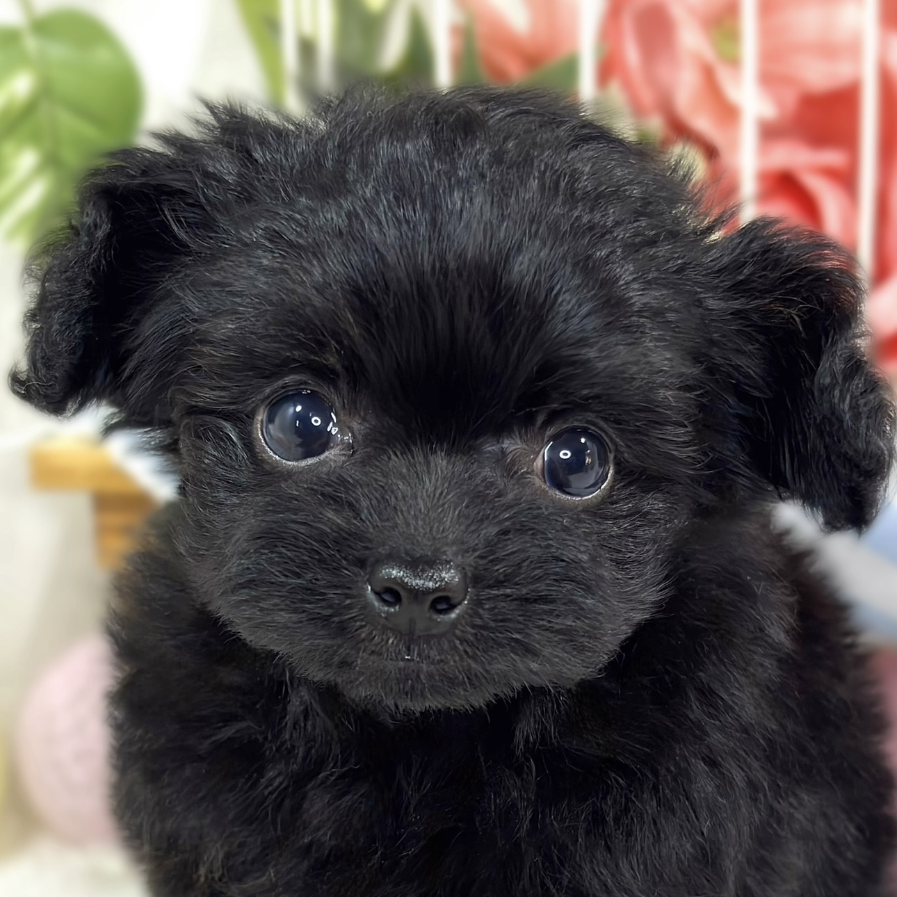 ハーフ犬女の子の写真