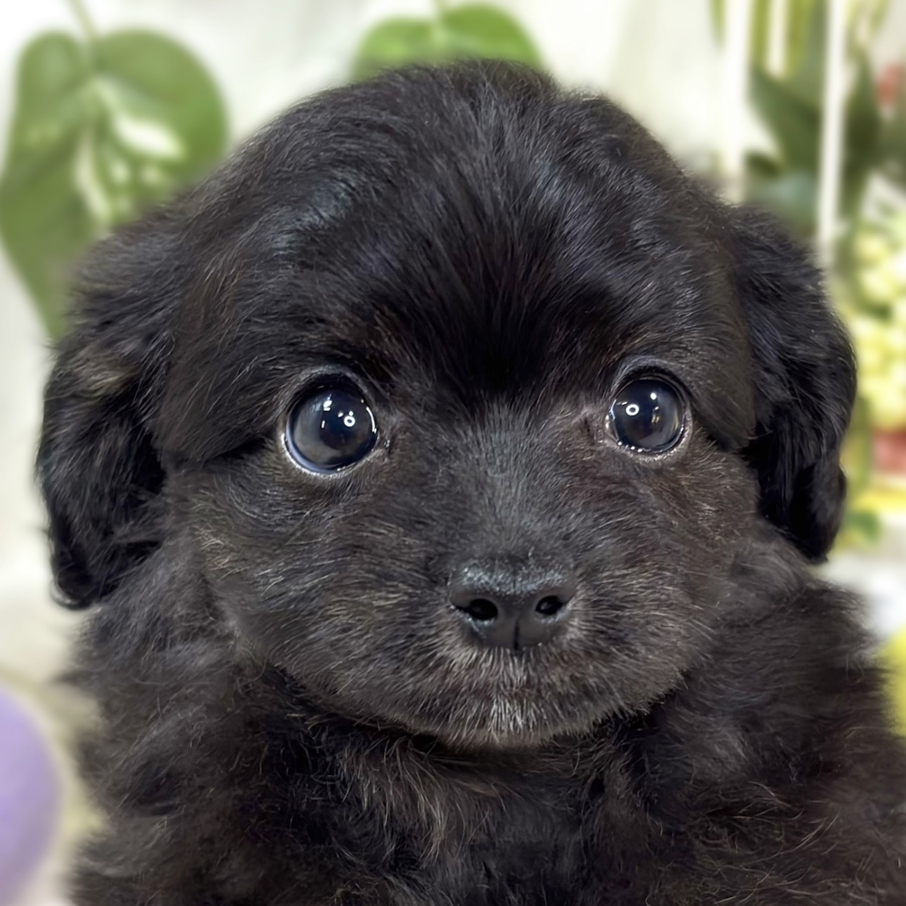 ハーフ犬女の子の写真