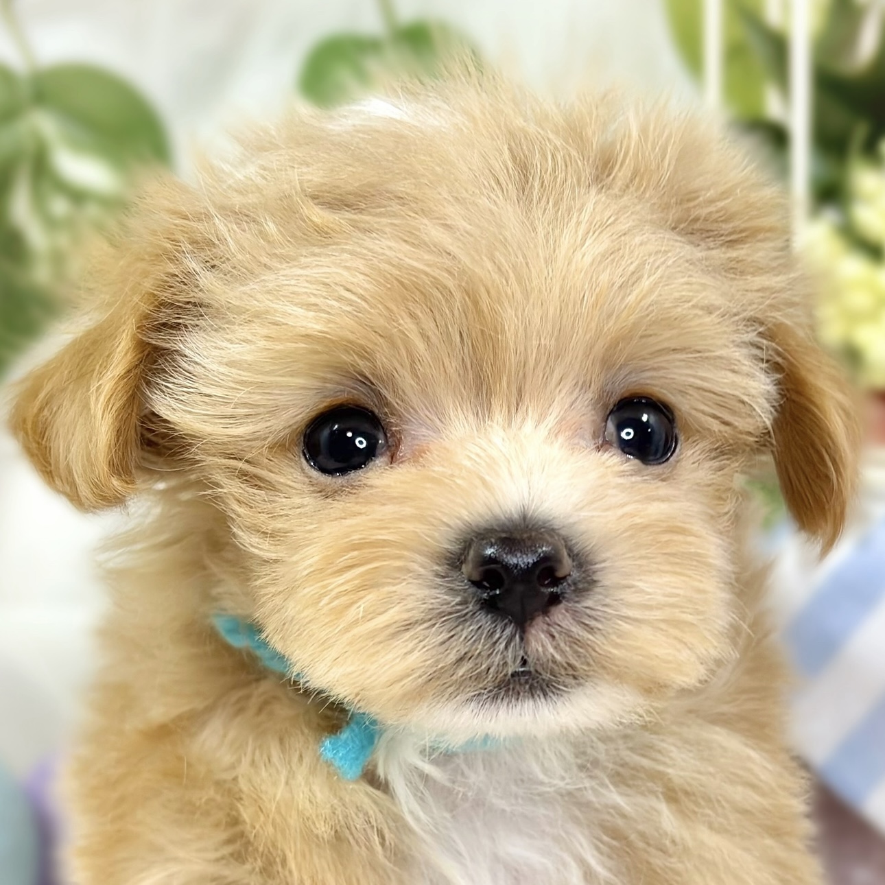 ハーフ犬女の子の写真