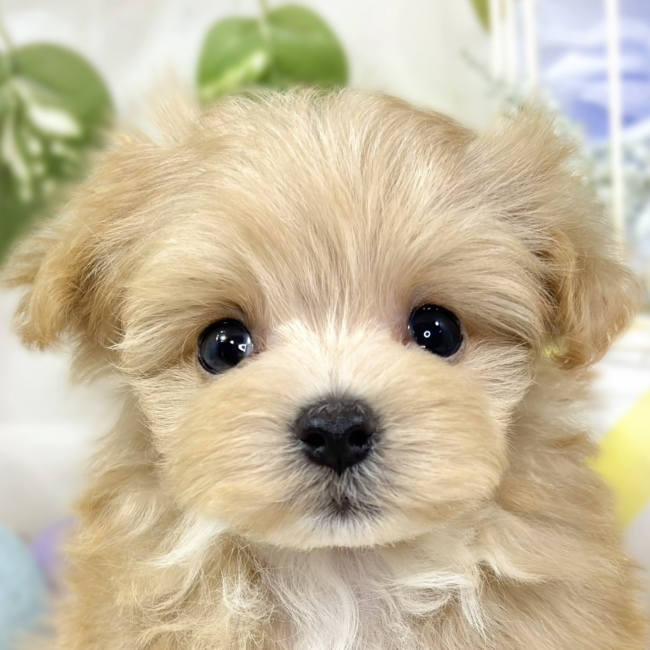 ハーフ犬男の子の写真