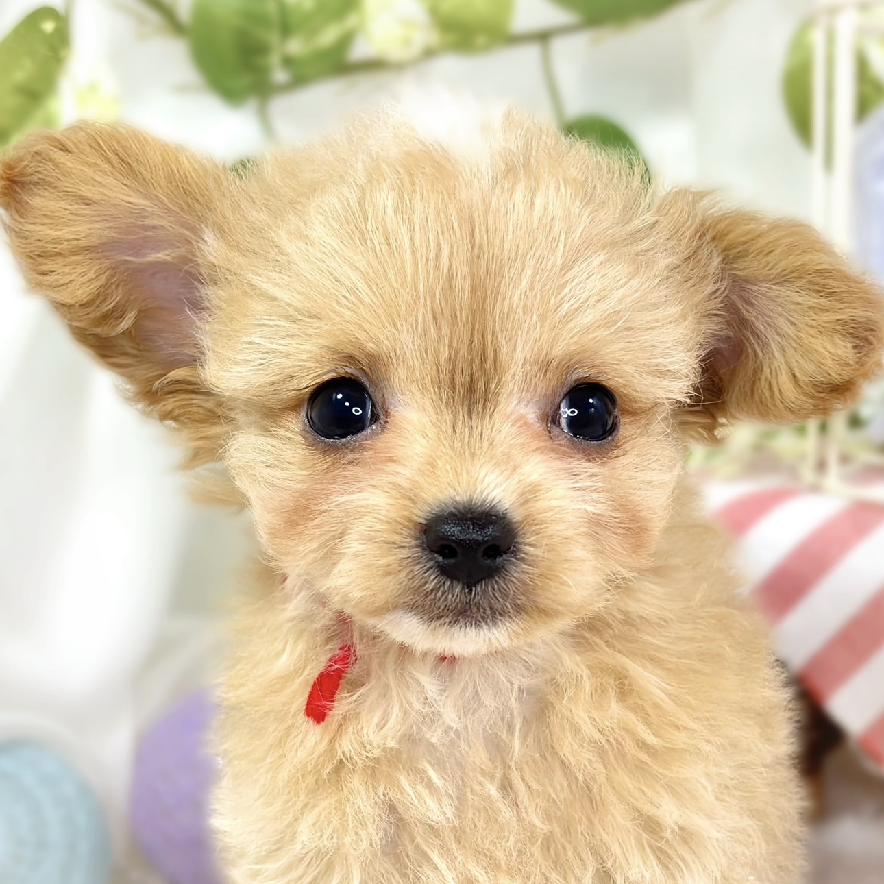 ハーフ犬男の子の写真