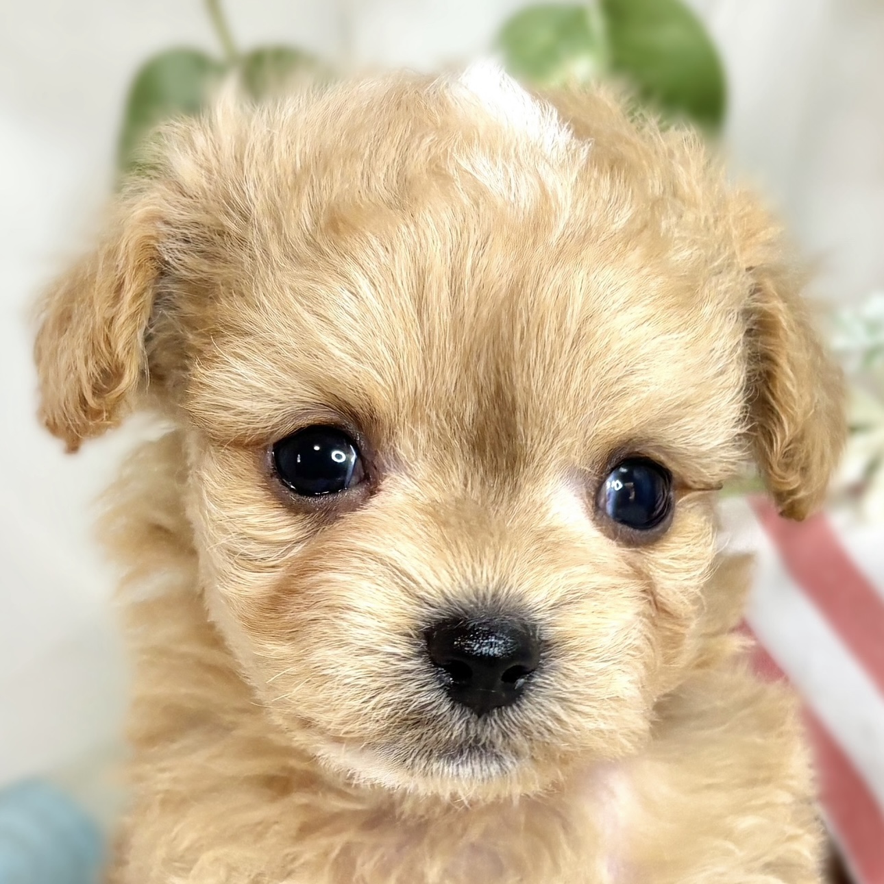 ハーフ犬男の子の写真