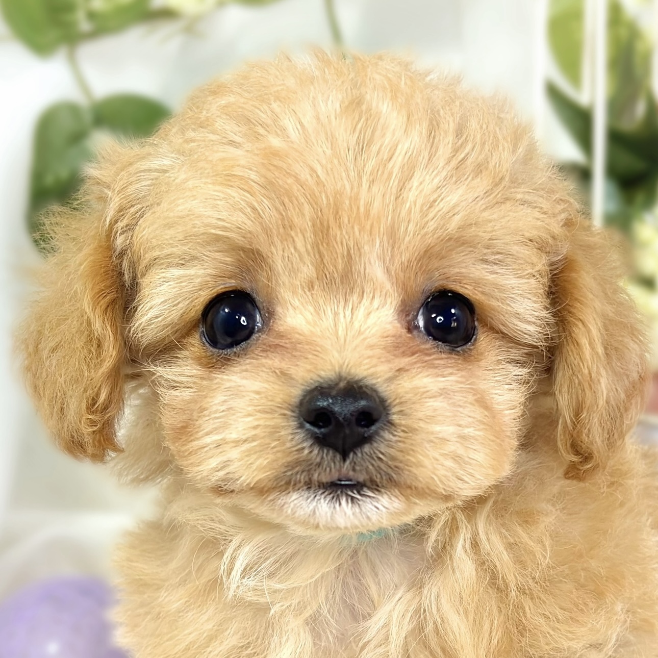 ハーフ犬女の子の写真