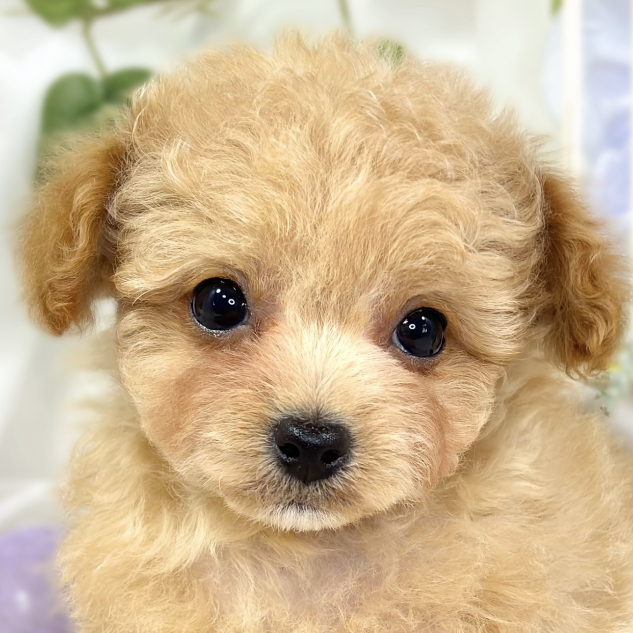 ハーフ犬男の子の写真