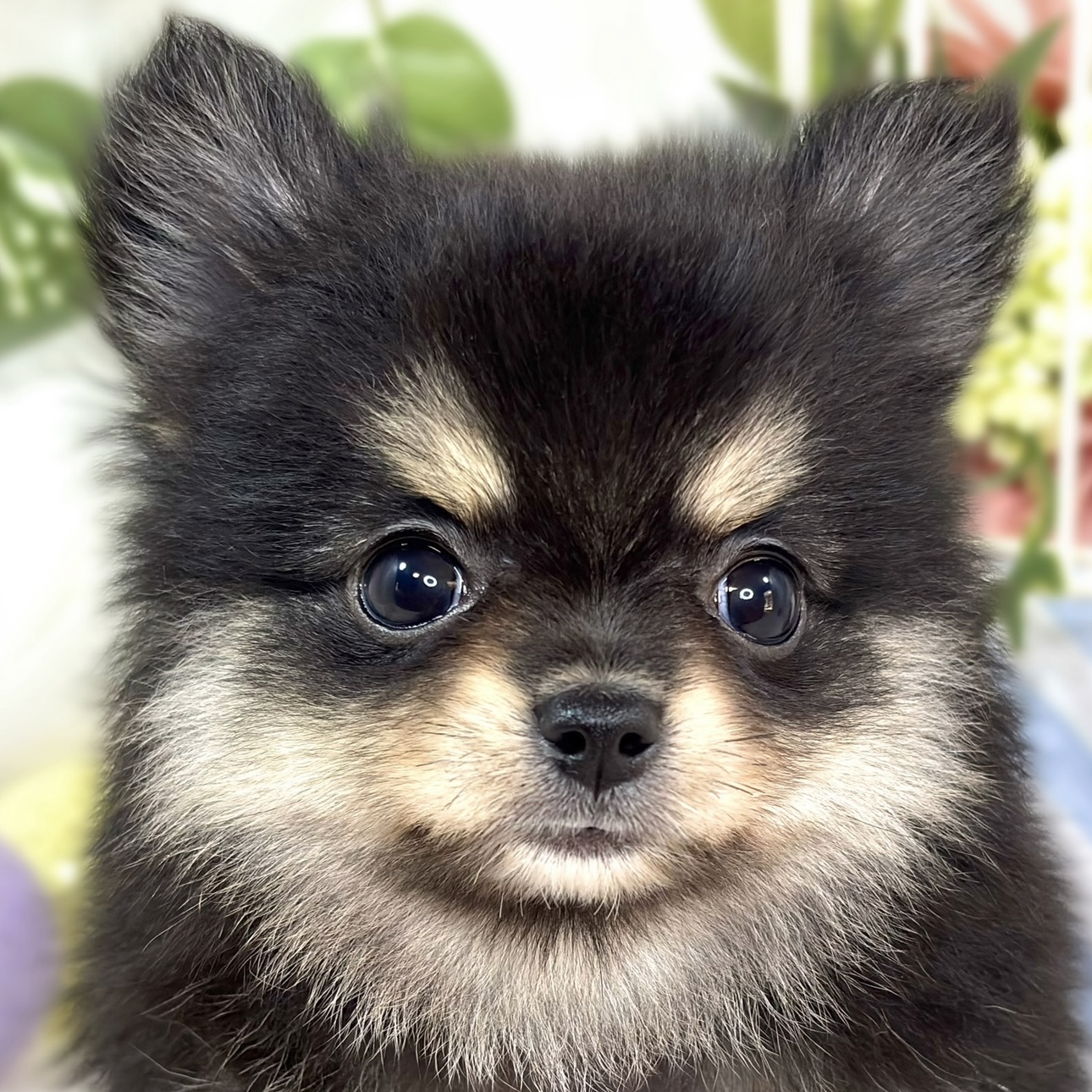 ハーフ犬女の子の写真