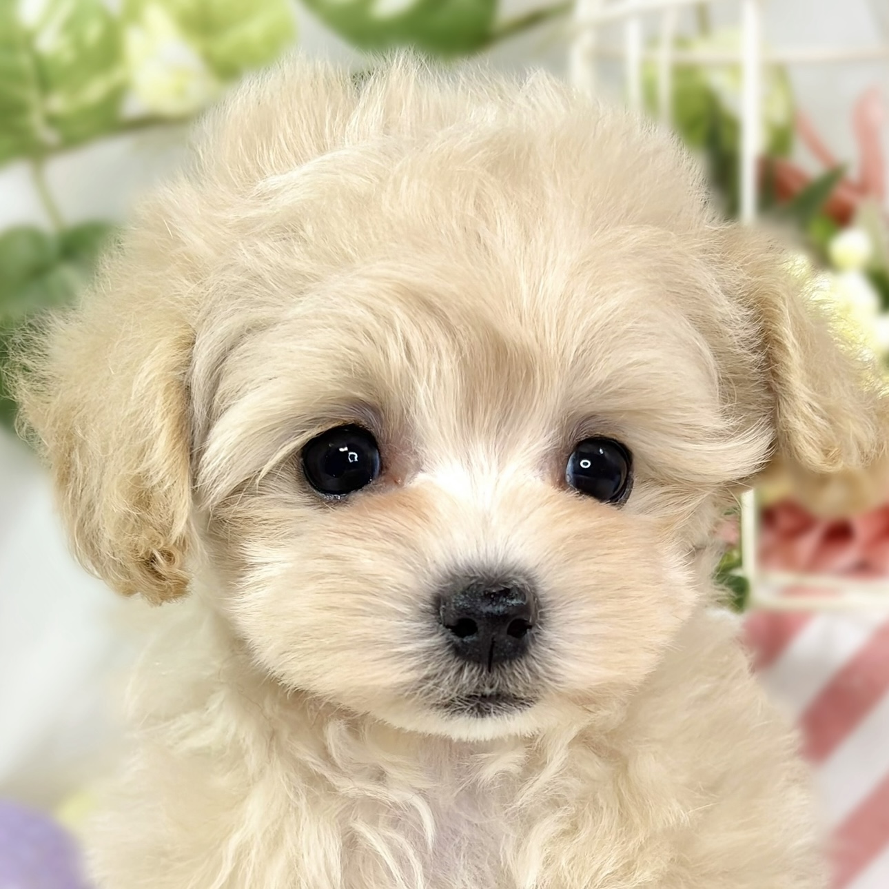 ハーフ犬女の子の写真