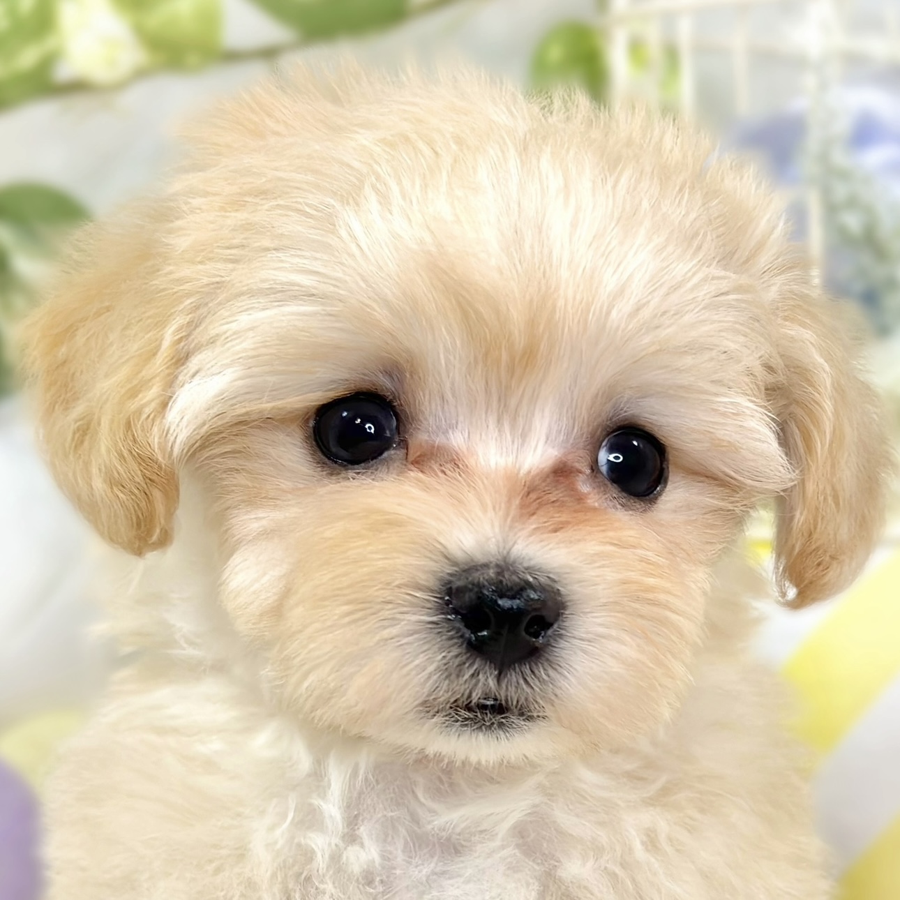 ハーフ犬男の子の写真