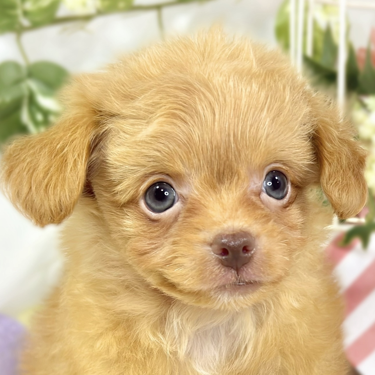 ハーフ犬女の子の写真