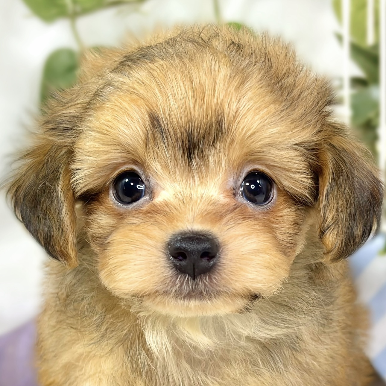 ハーフ犬女の子の写真