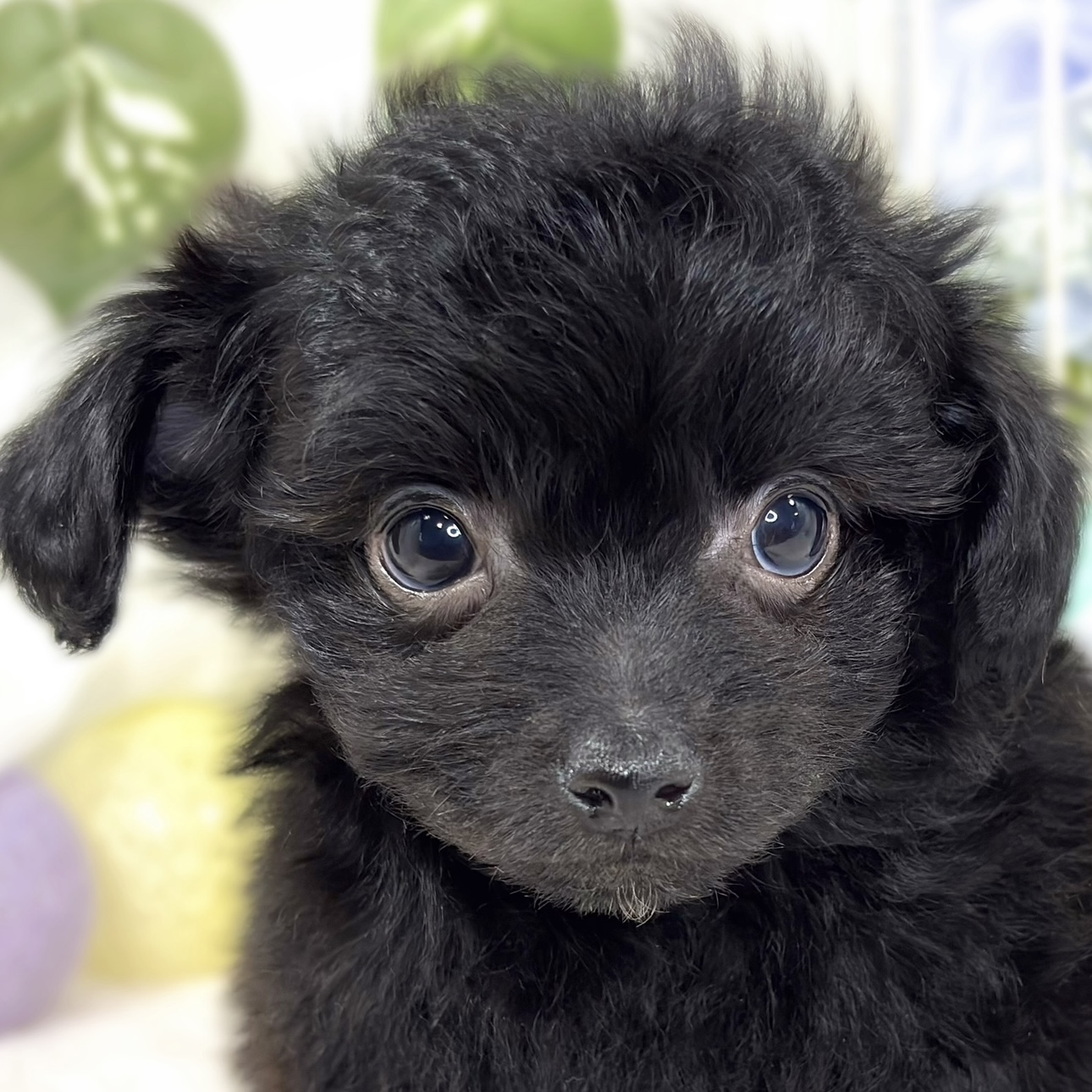ハーフ犬男の子の写真