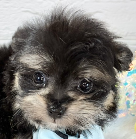 ハーフ犬女の子の写真