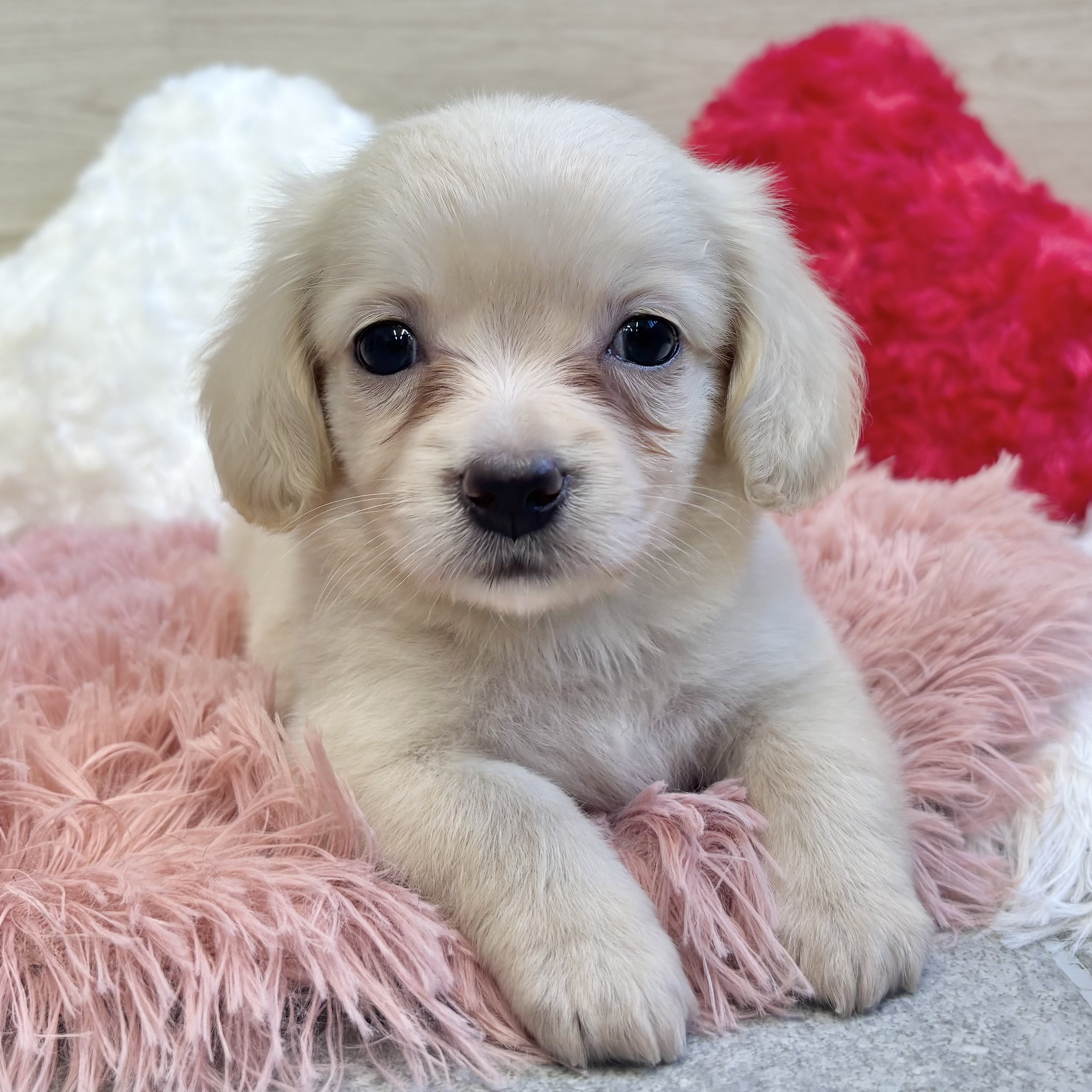 ハーフ犬女の子の写真