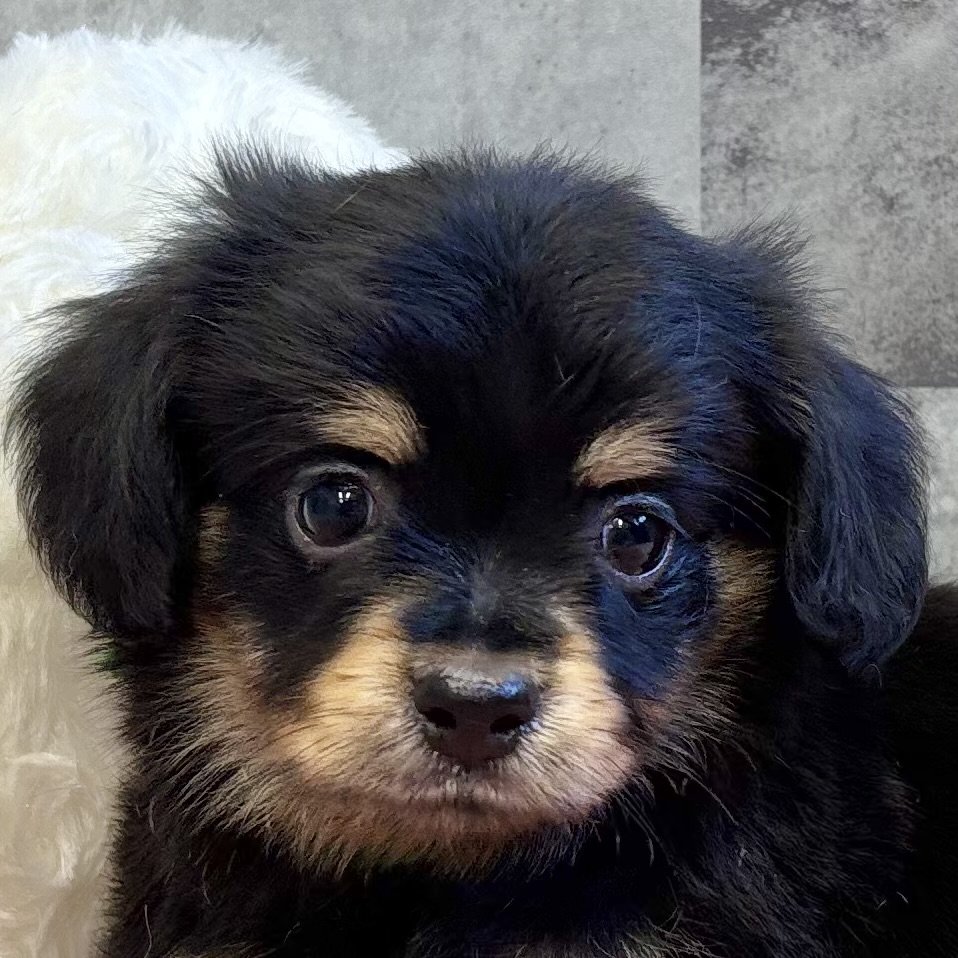 ハーフ犬男の子の写真