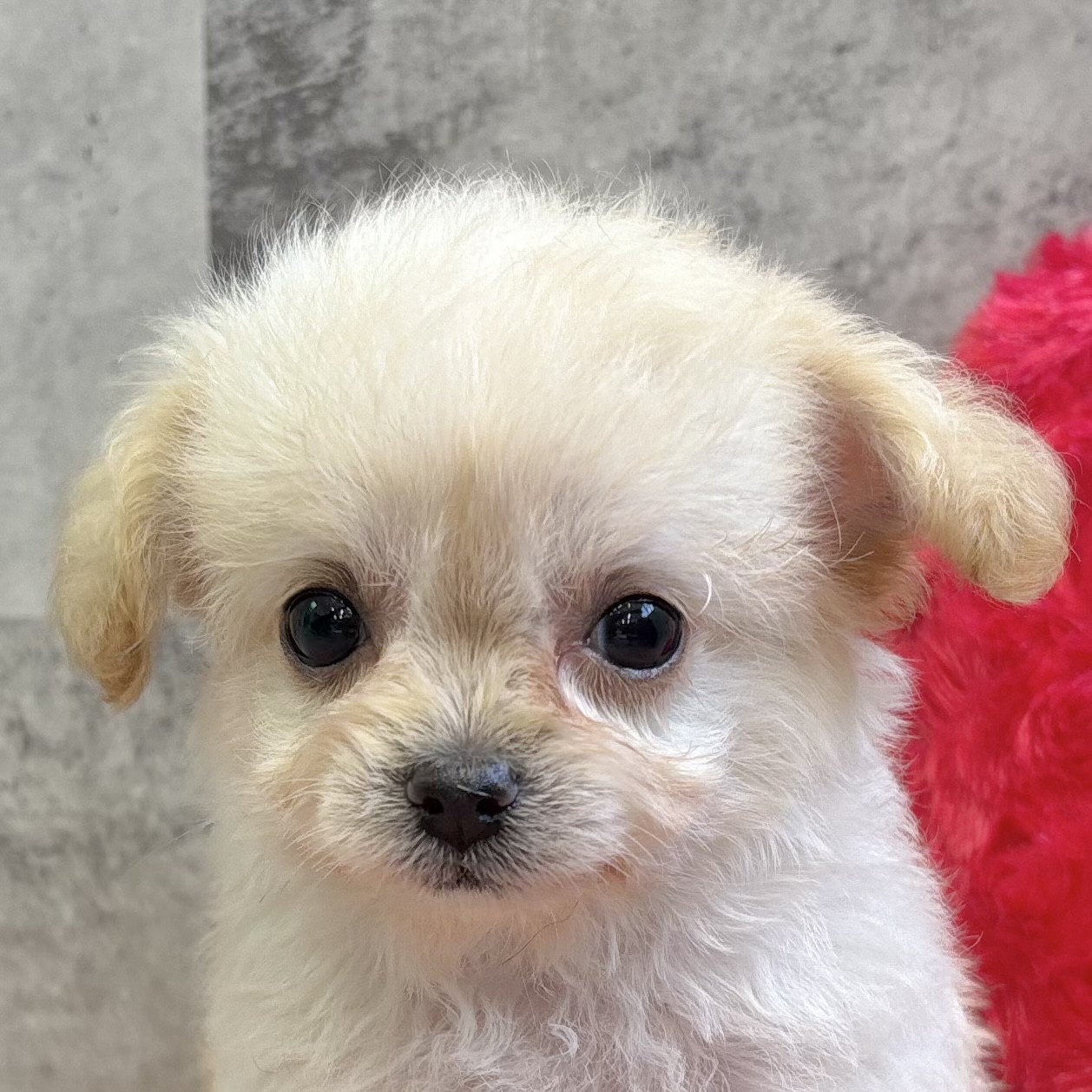 ハーフ犬女の子の写真