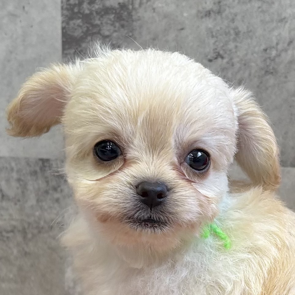 ハーフ犬男の子の写真