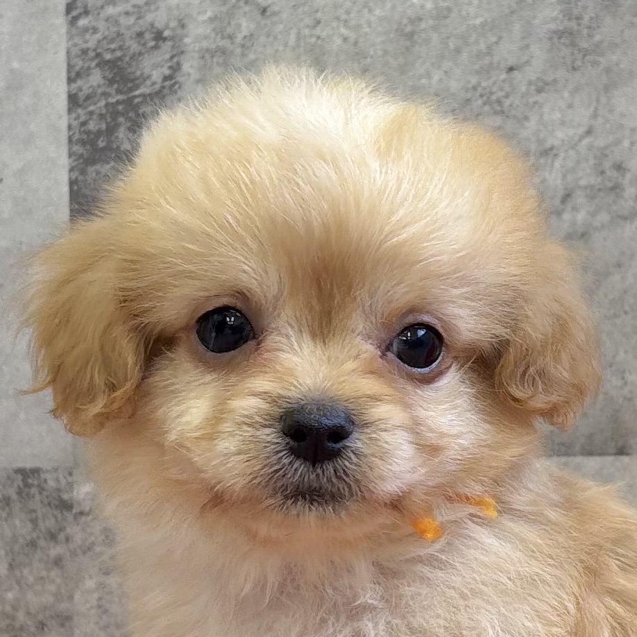 ハーフ犬男の子の写真