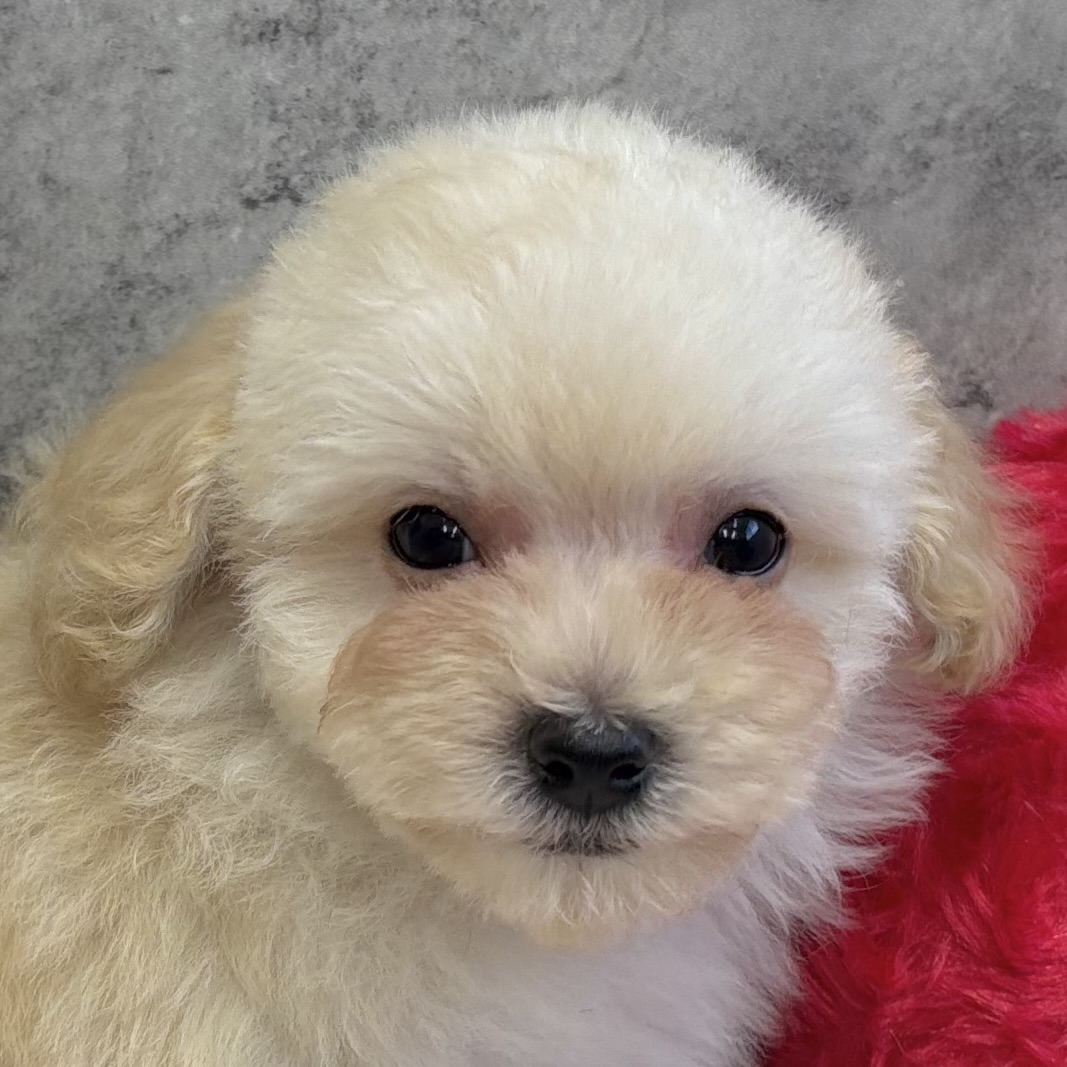 ハーフ犬男の子の写真