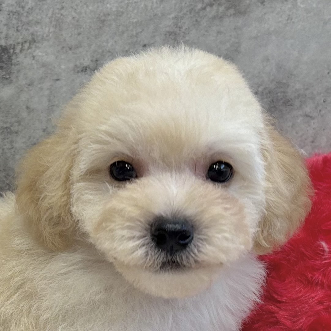 ハーフ犬男の子の写真