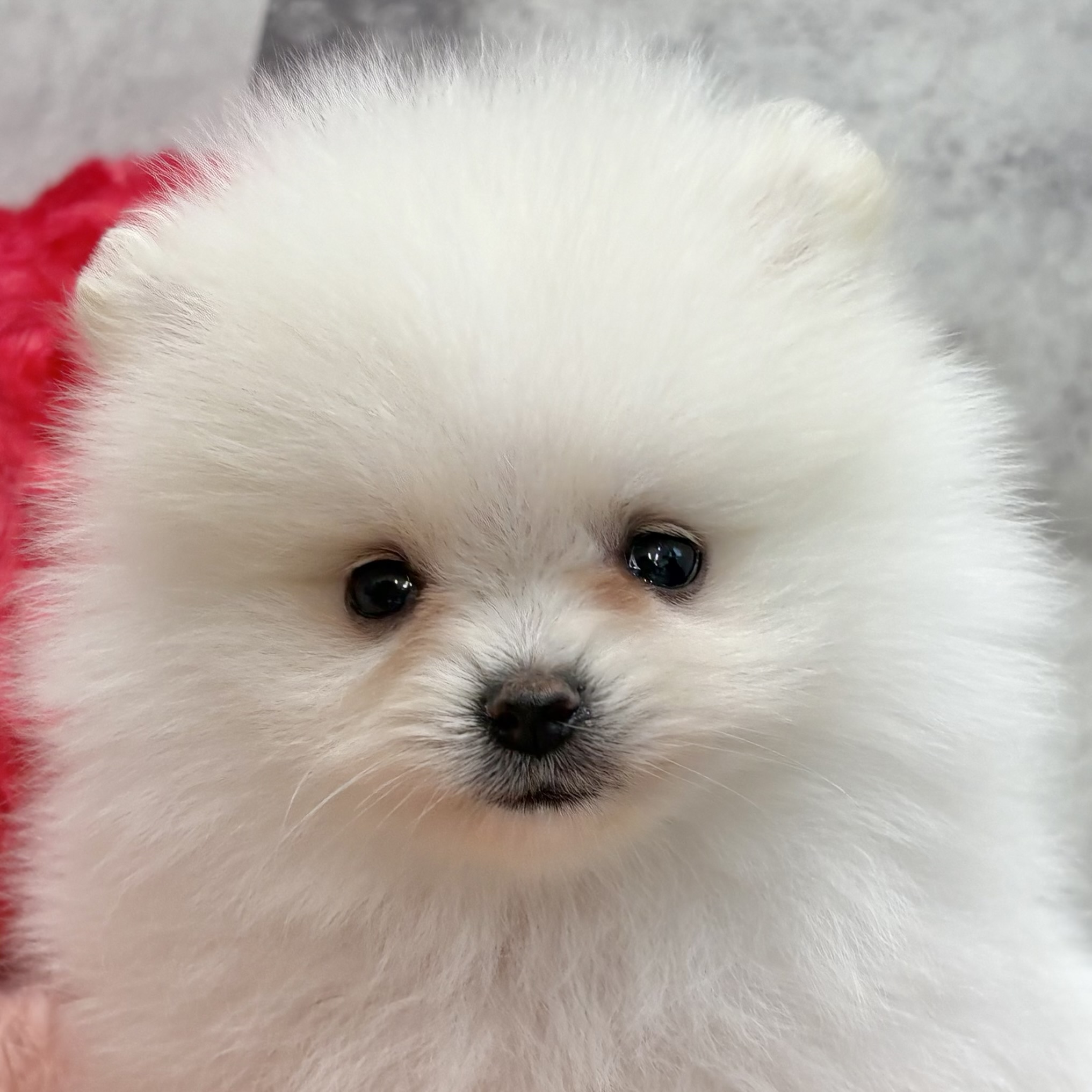 ポメラニアン女の子の写真