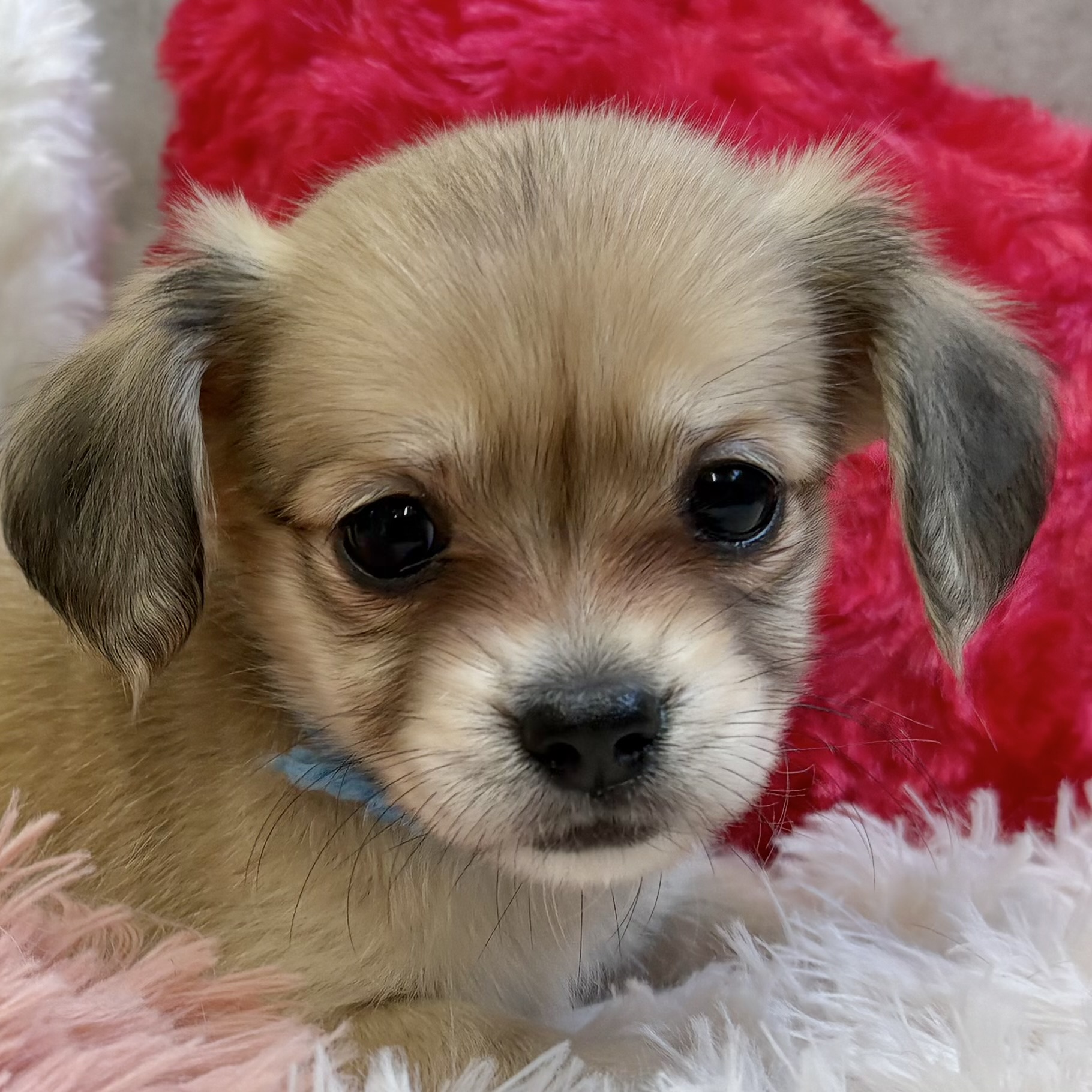 ハーフ犬女の子の写真