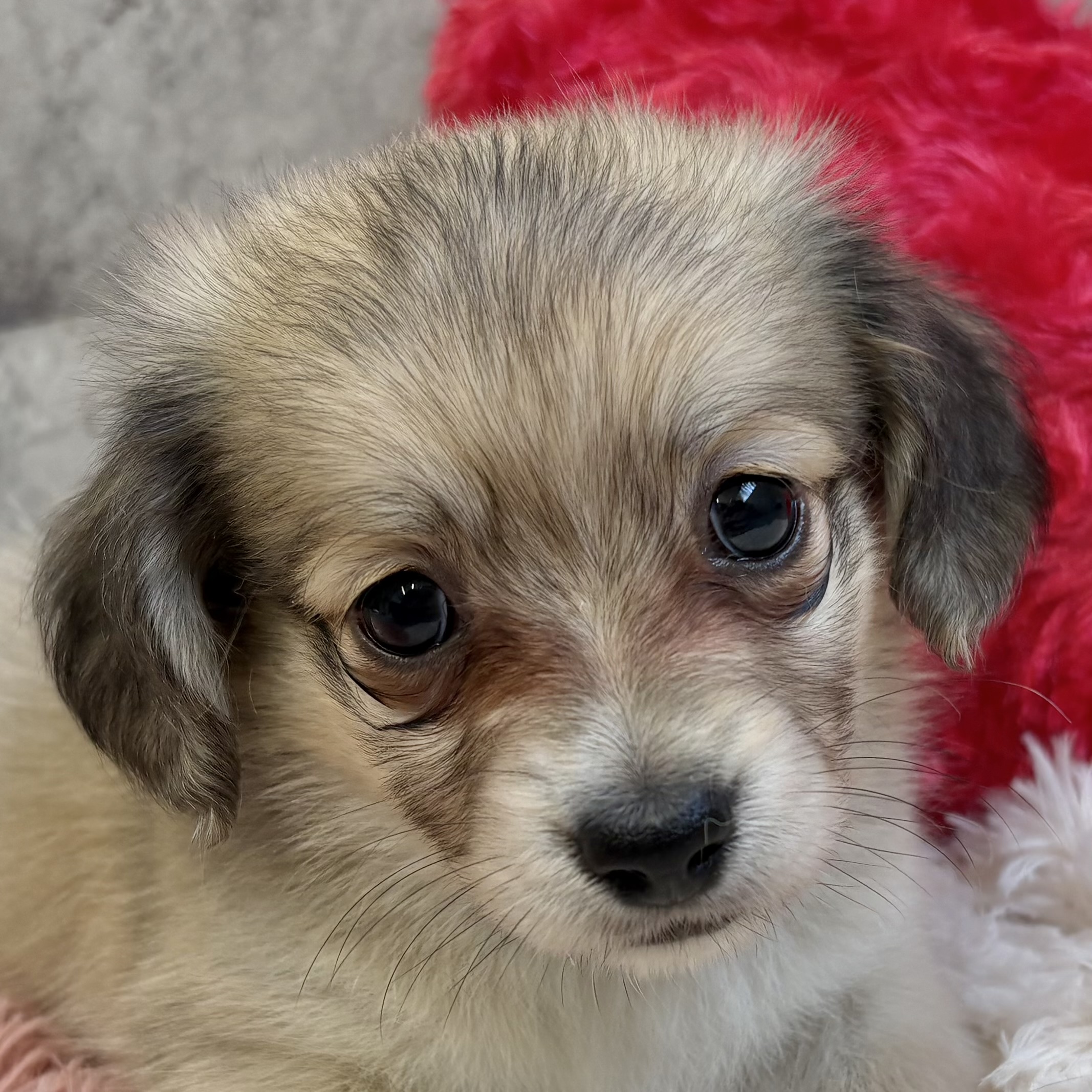 ハーフ犬男の子の写真