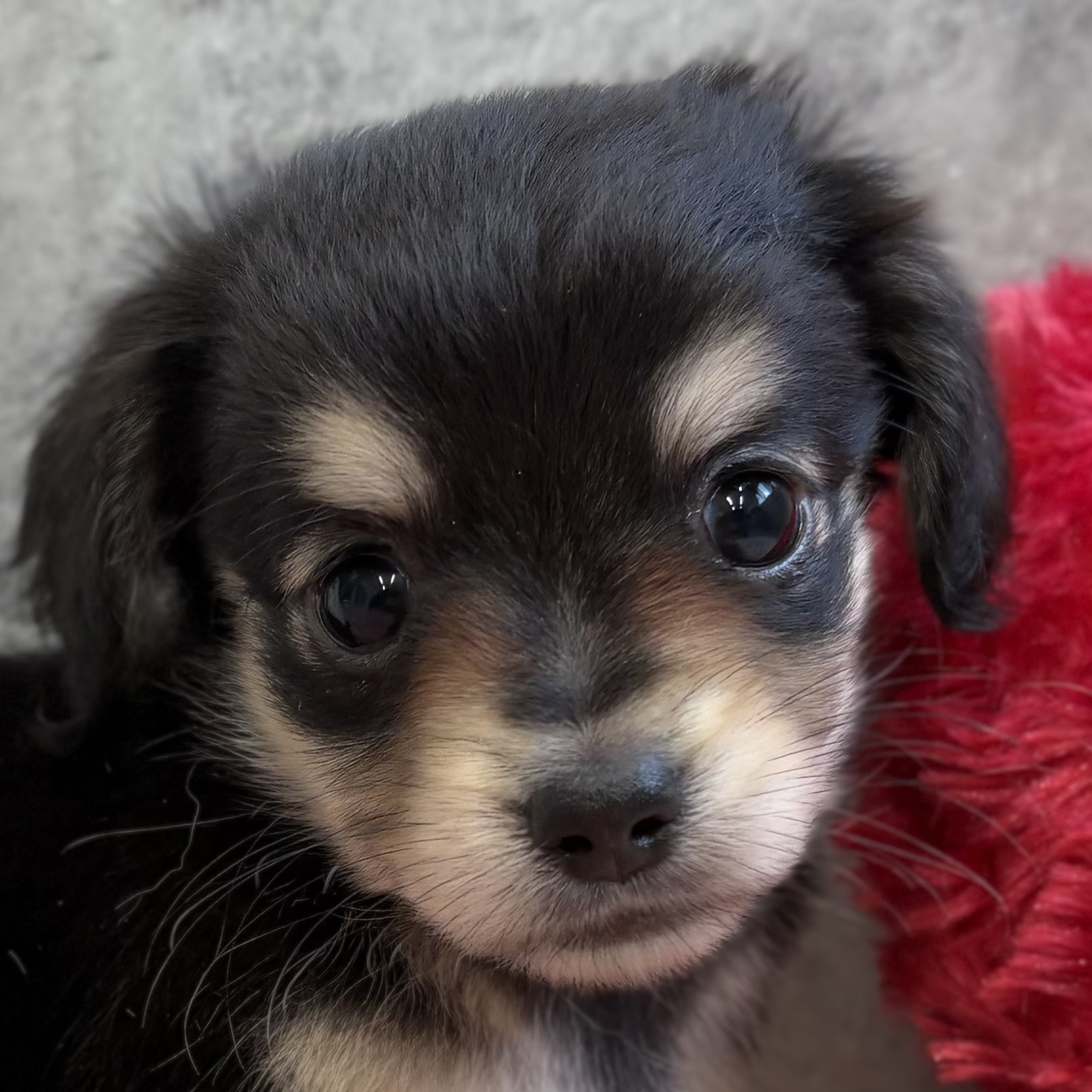 ハーフ犬女の子の写真