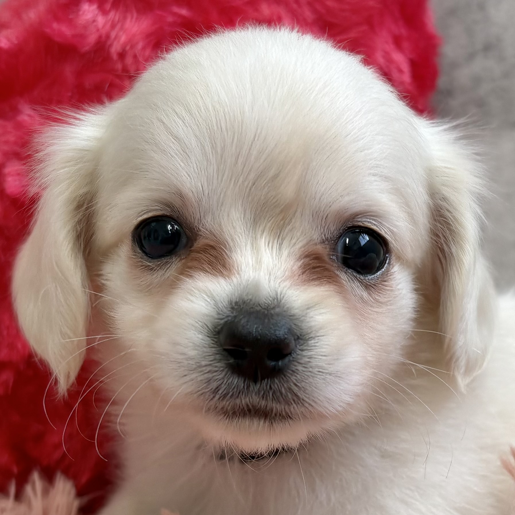 ハーフ犬男の子の写真