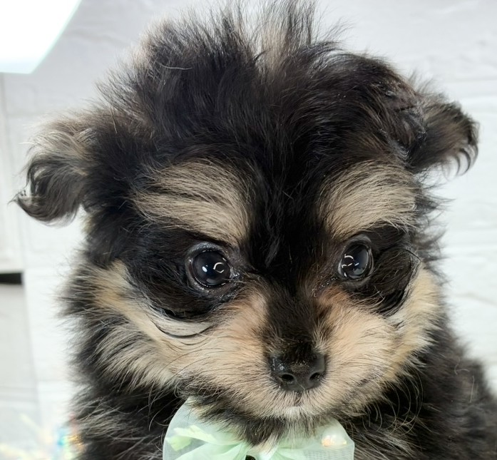 ハーフ犬男の子の写真