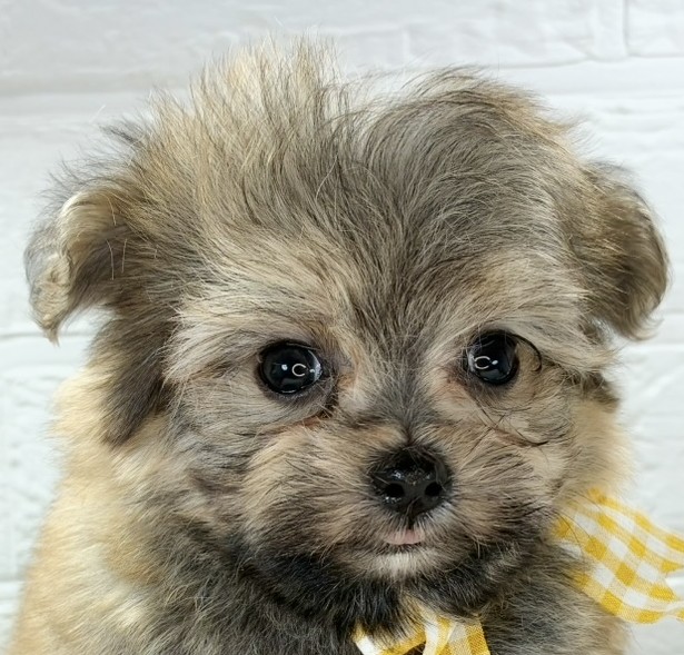 ハーフ犬男の子の写真