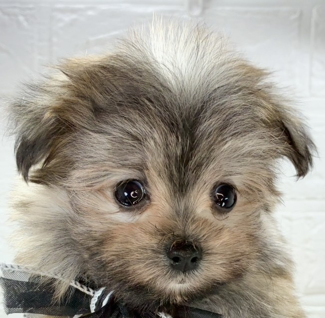 ハーフ犬男の子の写真