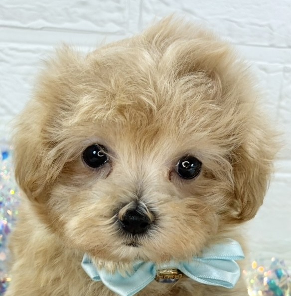 ハーフ犬女の子の写真