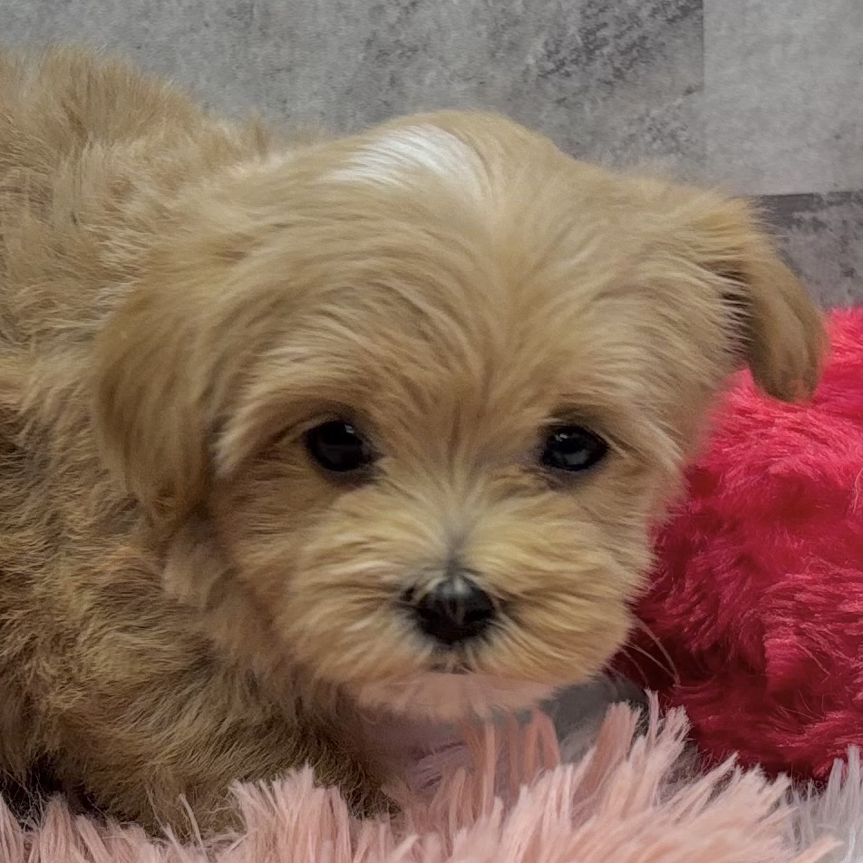 ハーフ犬女の子の写真