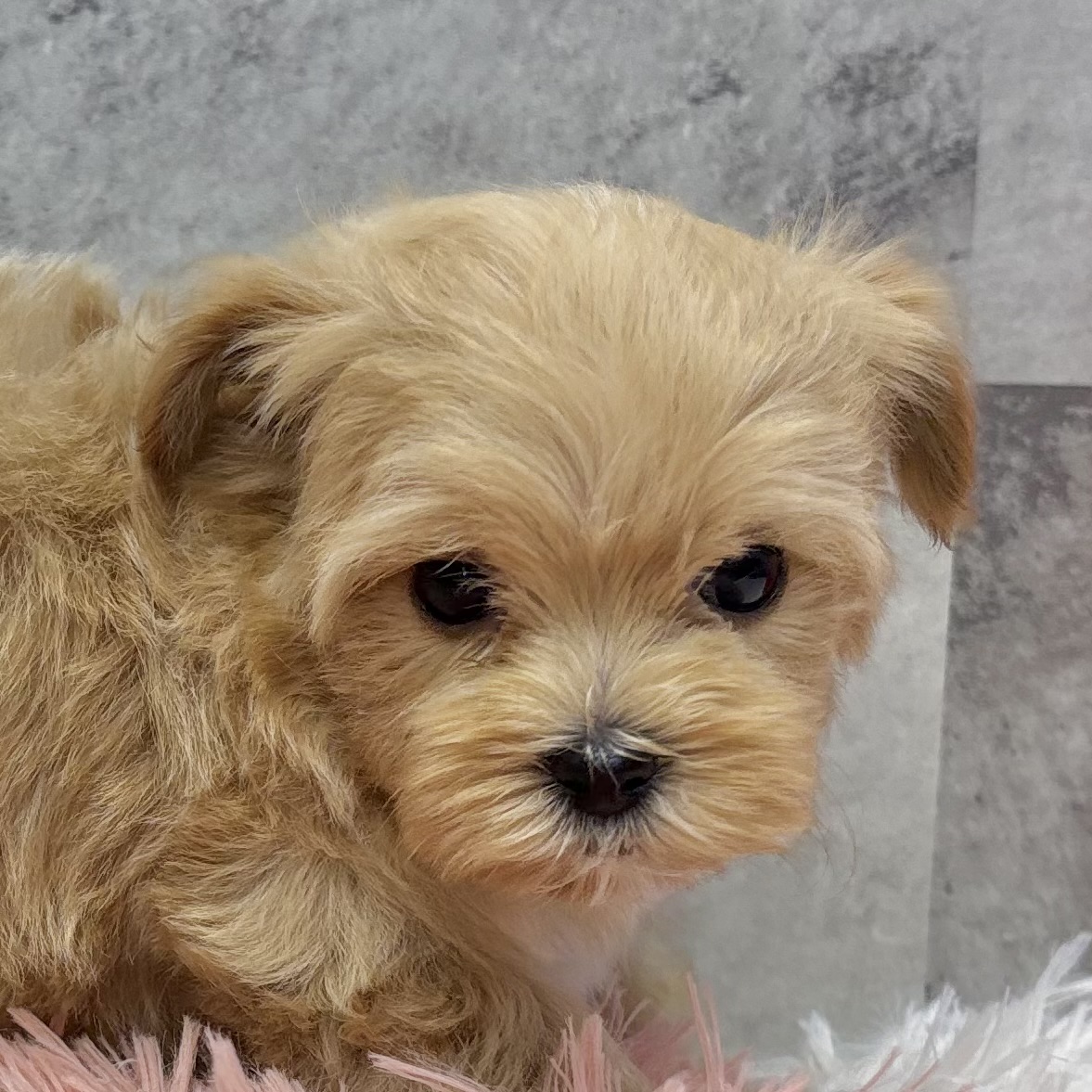 ハーフ犬男の子の写真