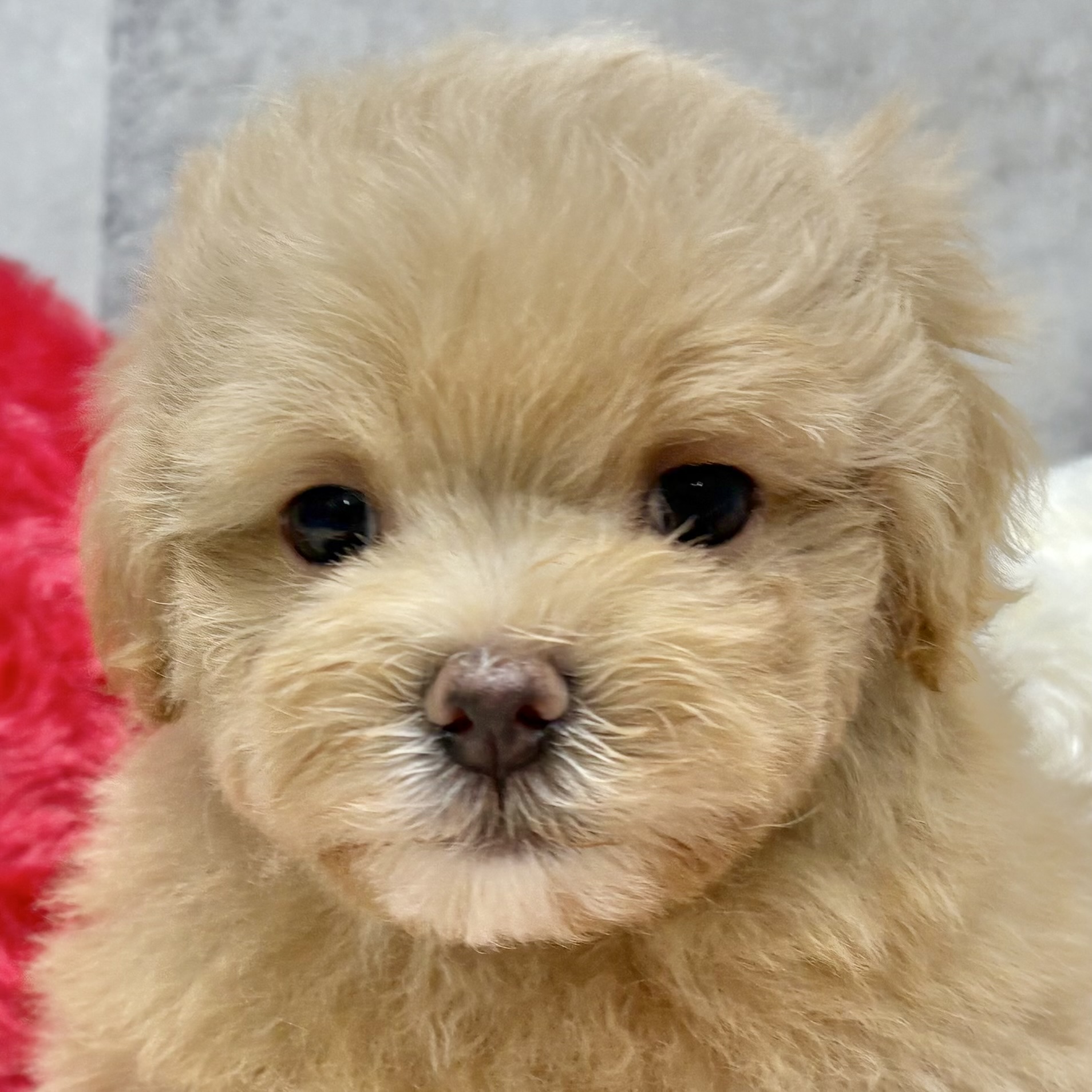 ハーフ犬男の子の写真