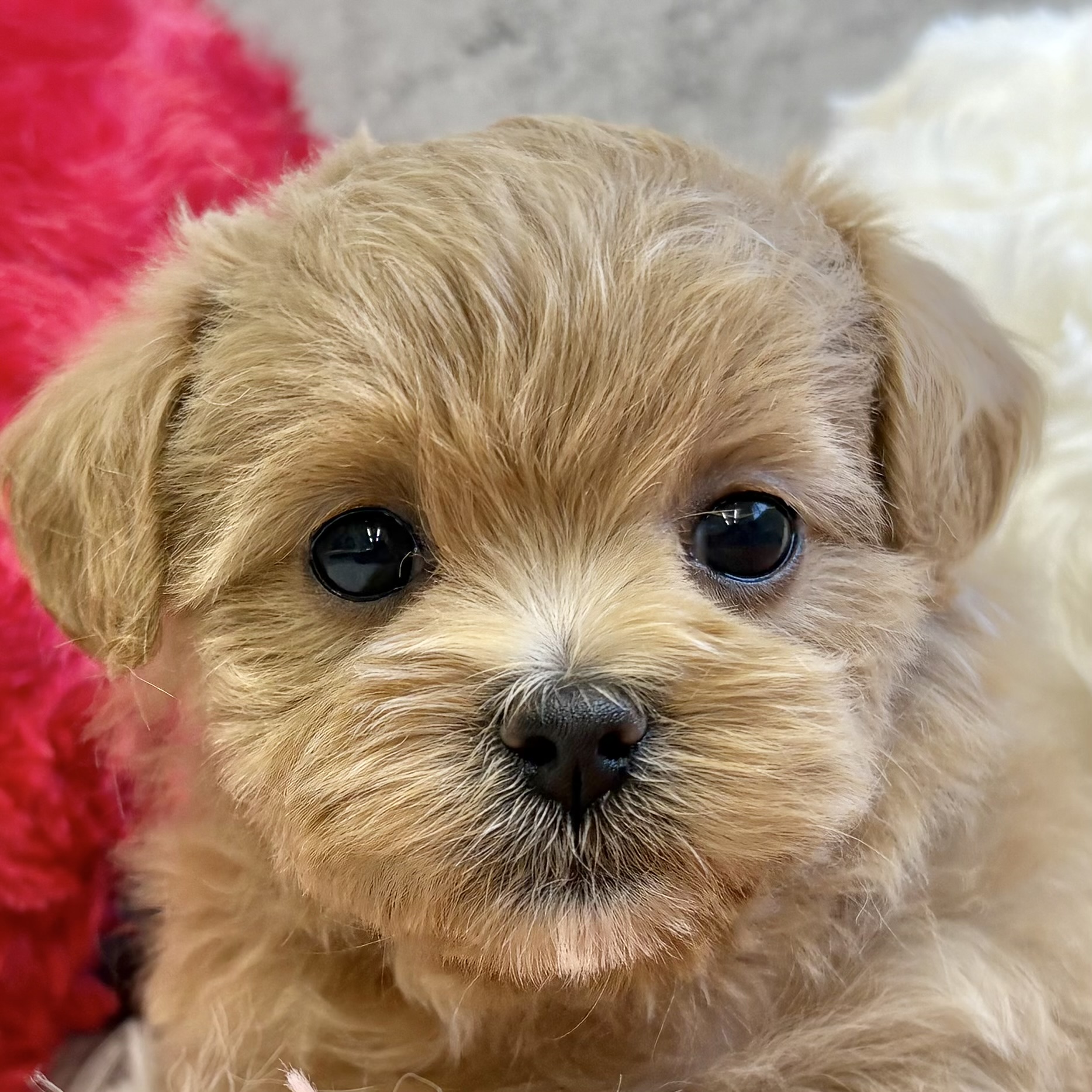 ハーフ犬女の子の写真