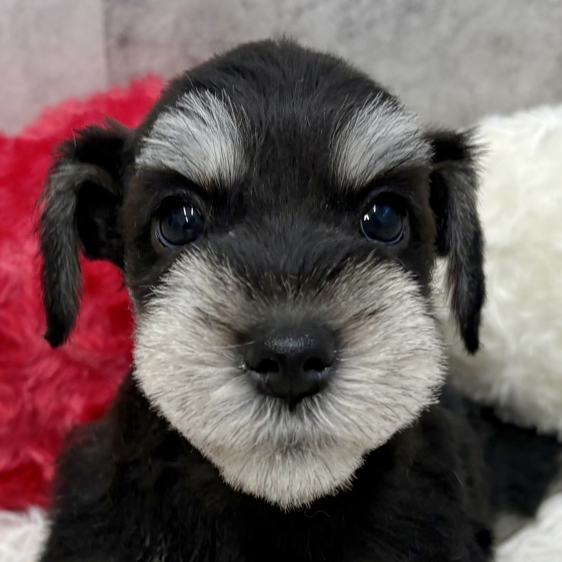 ミニチュアシュナウザー男の子の写真