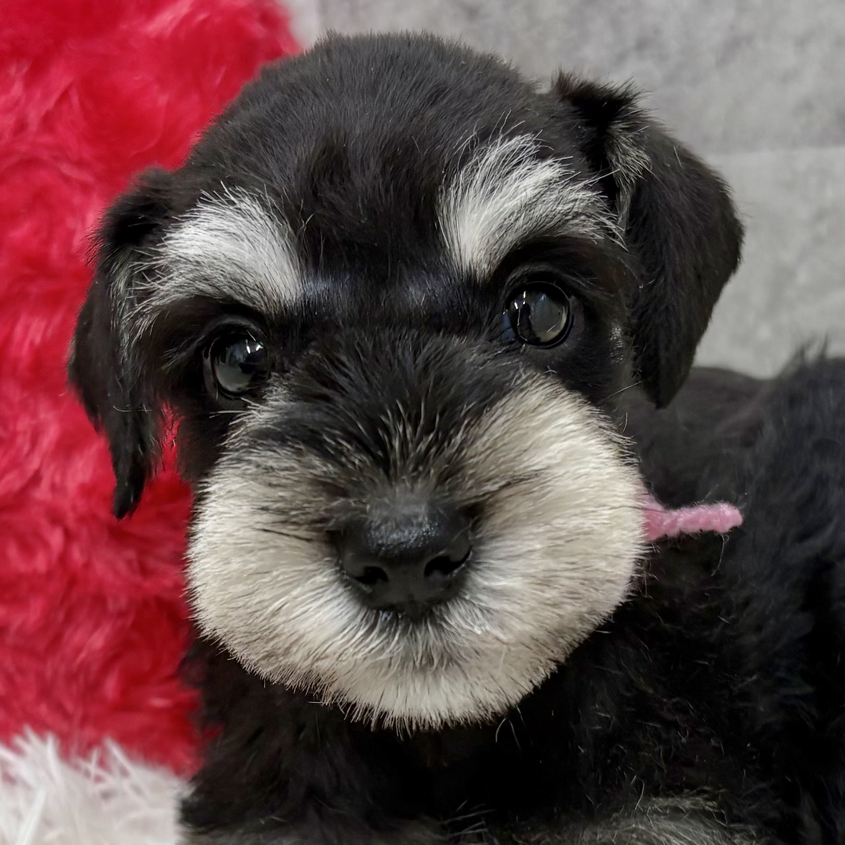 ミニチュアシュナウザー男の子の写真