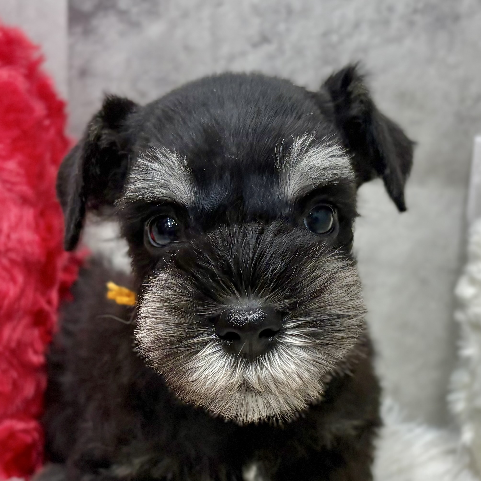 ミニチュアシュナウザー男の子の写真