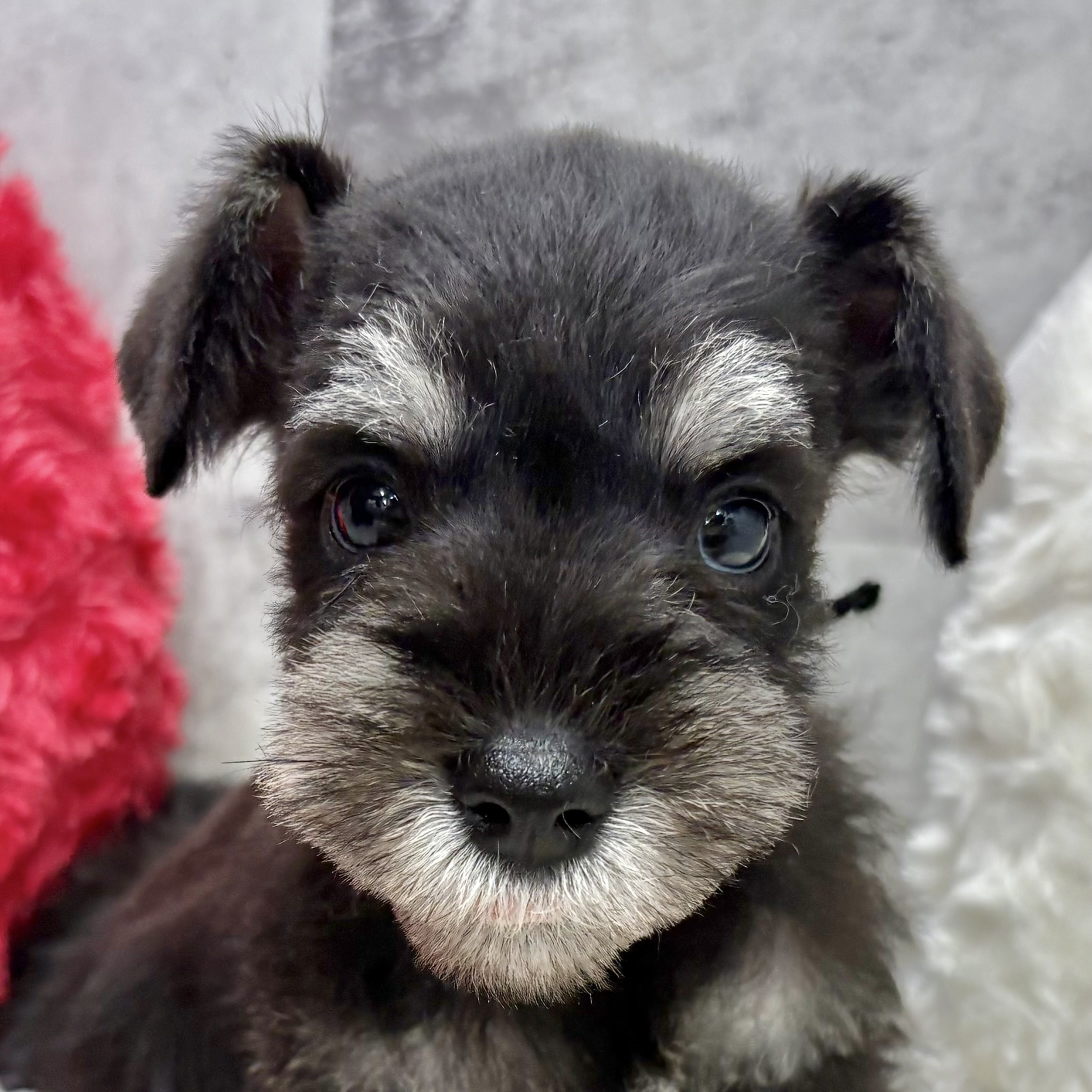 ミニチュアシュナウザー女の子の写真